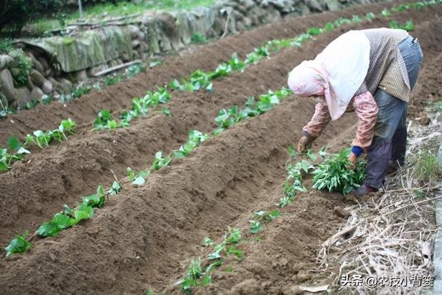 红薯藤蔓育苗和薯块育苗有何不同？红薯平栽、直栽、斜栽哪种好？