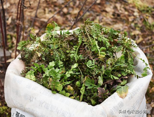 荠菜四季都能种，种植方法很简单！看完这篇文章你也能种出好荠菜