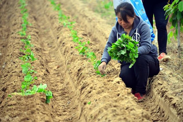 红薯种植时，扦插密度怎么确定？其实过密或过稀都不行