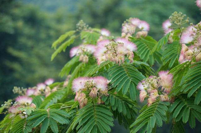 观赏价值高，开花似“绒球”，合欢树培养成盆景效果怎么样？