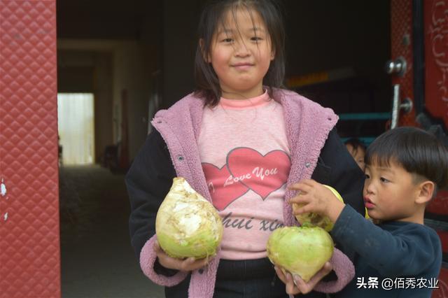 农村有种植物，为冬季特色蔬菜，儿时顿顿吃，如今很稀有