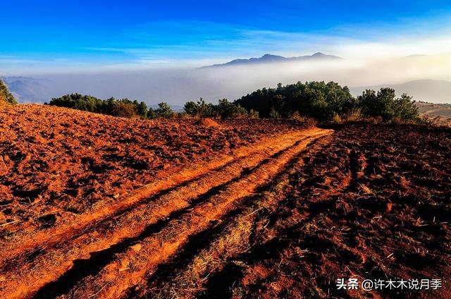 养月季用哪种土种最好？花钱的和不花钱的你任选一个