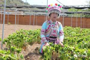 大理重楼种植基地(东山乡干海村：“小重楼”成大产业)