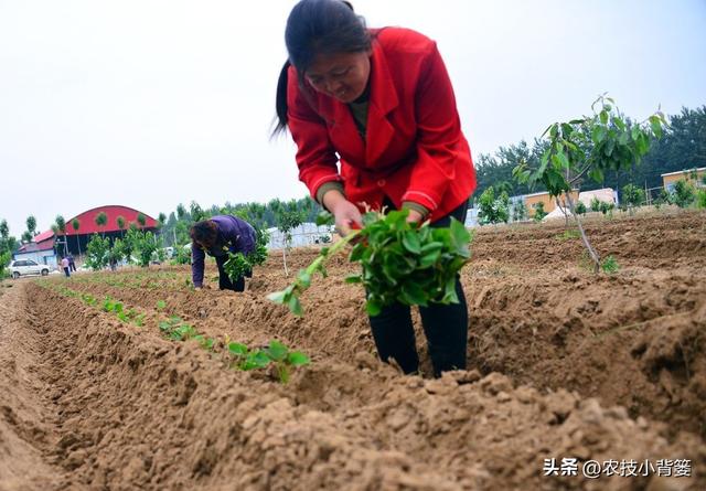 红薯藤蔓育苗和薯块育苗有何不同？红薯平栽、直栽、斜栽哪种好？