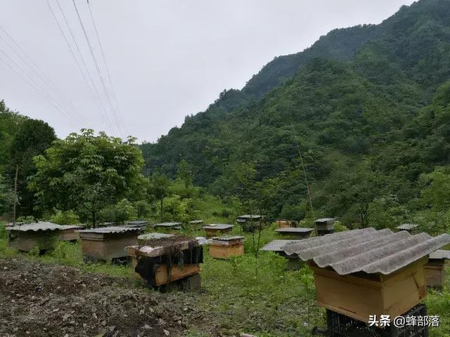 又要降温了！准备点白糖，去给蜜蜂换点“土蜂蜜”，切记别太心狠