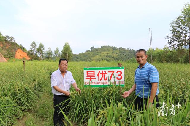 河源市紫金县试种旱稻大获成功！亩产千斤推广种植400亩即将收割