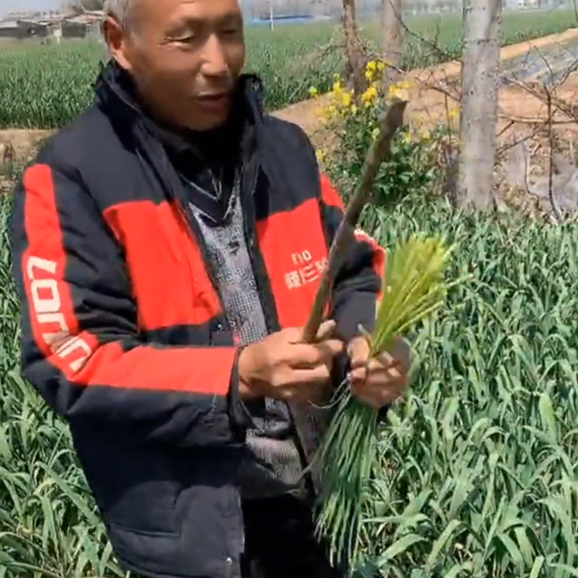 大蒜抽完蒜苔这样管理，蒜头又大又重！@抖音短视频