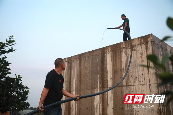 视频丨湖南新田：昼夜浇灌抗旱自救 为200多亩脐橙“解渴”