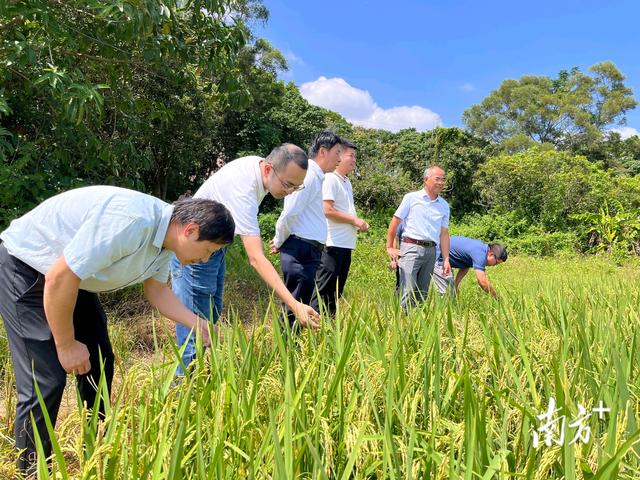 省农科院水稻研究所到沙琅镇调研并为产学研基地挂牌