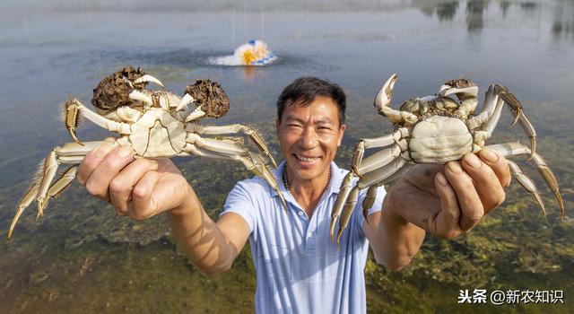 养殖老手经验总结：河蟹养殖秘籍！影响河蟹池塘养殖成活率的原因