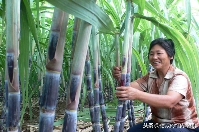 这几种果树适合在北方农村院子里种植，北方人要记住