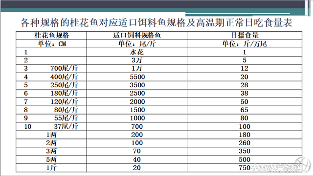 清远宇顺徐伟辉：鳜鱼养殖情况分析及鳜鱼投苗技术