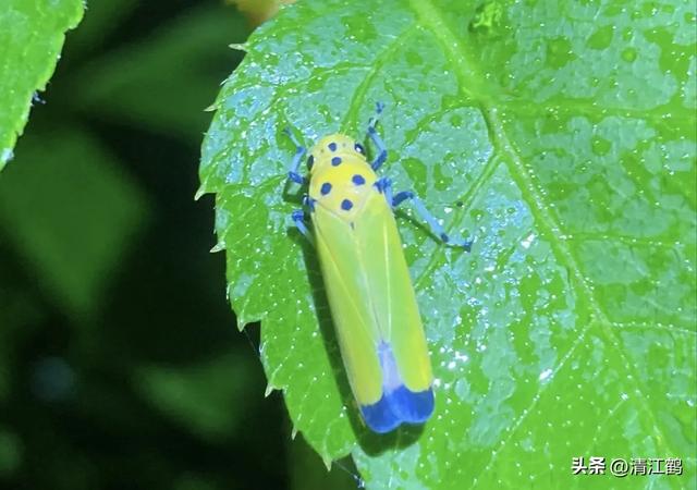 人称“砜虫啶”抗性吸汁害虫全新药剂，轻松杀虫告别打“蚜”时代