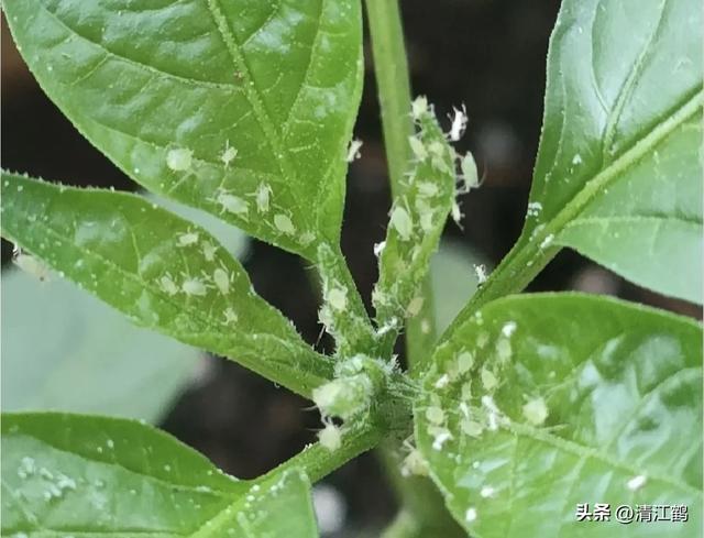 人称“砜虫啶”抗性吸汁害虫全新药剂，轻松杀虫告别打“蚜”时代