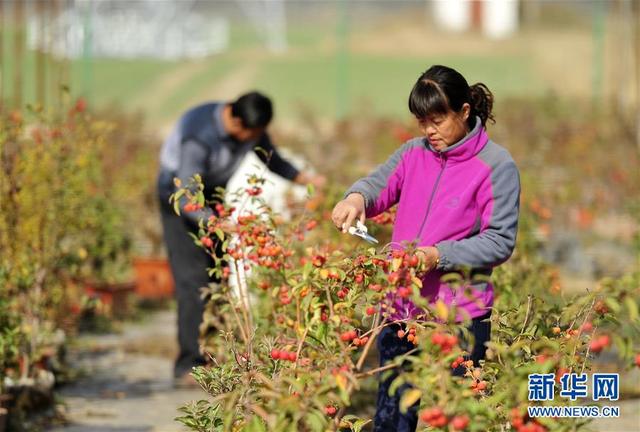 河北泊头：盆栽果树富农家