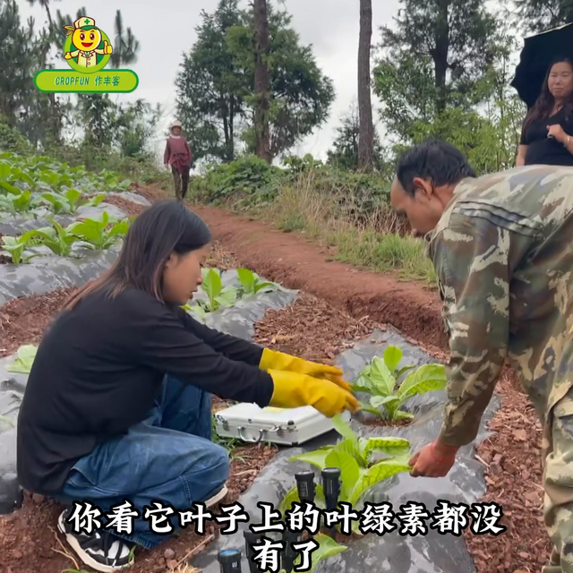 烤烟前期不敢浇氮肥是对是错？叶片变脆长黄斑与肥料脱不了...