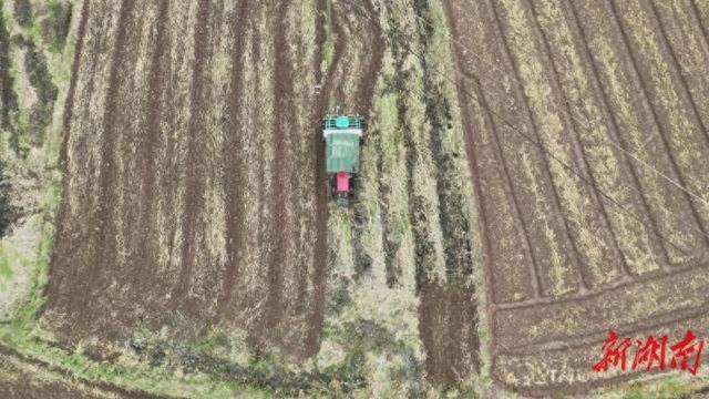 秋播不闲田 油菜直播忙 衡阳县油菜种植面积70万亩，产菜籽8万吨左右