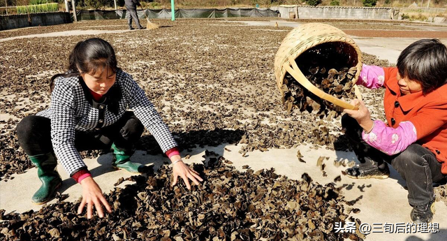 木耳怎么种植？通过这9个方面的学习让木耳种植不再困难