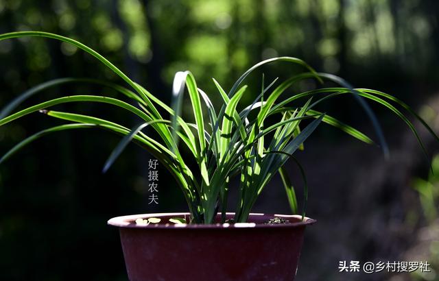 兰花种植究竟用什么土好？理论与实践结合，新手也能学会养兰花