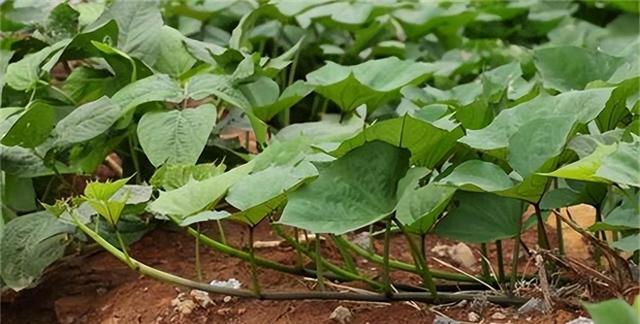 小满过后，这5种菜可以种植了，耐旱耐涝，7月收获，菜农不要错过