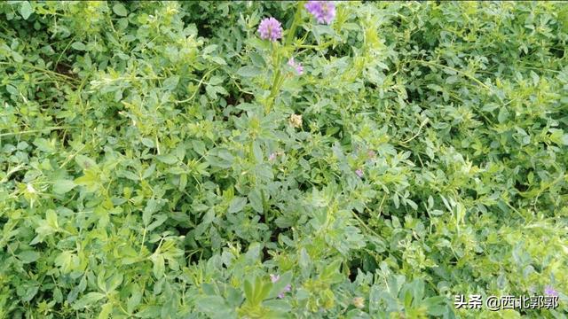 养羊牧草紫花苜蓿种植技术：做好这4点，优质又高产