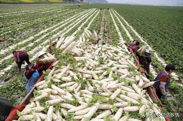 萝卜、白菜和大葱什么时候收获？要注意这几点，收早收晚都不好