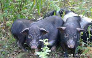 武汉蚯蚓养殖基地(湖北省六大特色养殖项目启动，蚯蚓、藏香猪、鹌鹑等将大规模上市)