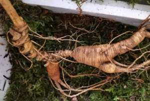 林下山参种植技术(人参产季加工期，走进林下参种植基地。)