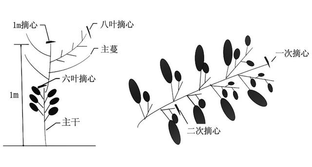 户太8号葡萄在广东的设施避雨栽培技术