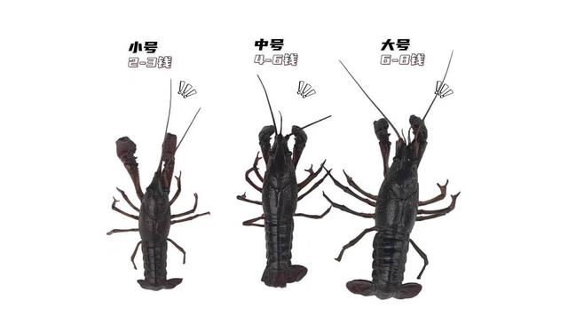 吃货们行动了！成都农产品中心批发市场每天卖出40万斤小龙虾