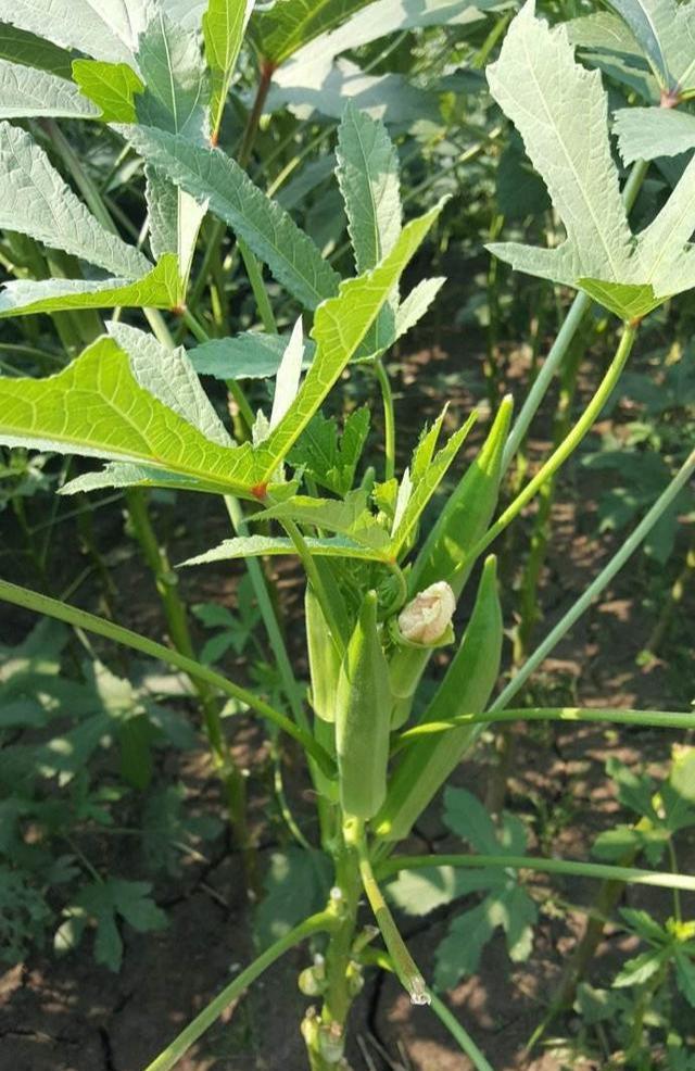 黄秋葵的种植技术及病虫防治