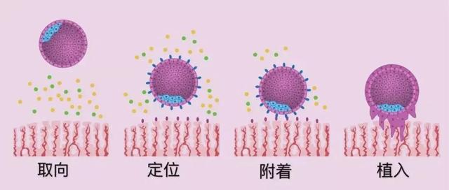 反复着床失败，生命不可承受之伤------内膜篇