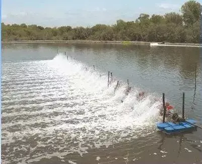 氨氮问题一直阻碍对虾的养殖，怎样正确降解？