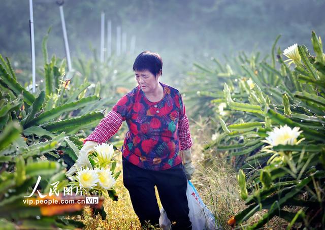 广东鹤山：霸王花大丰收