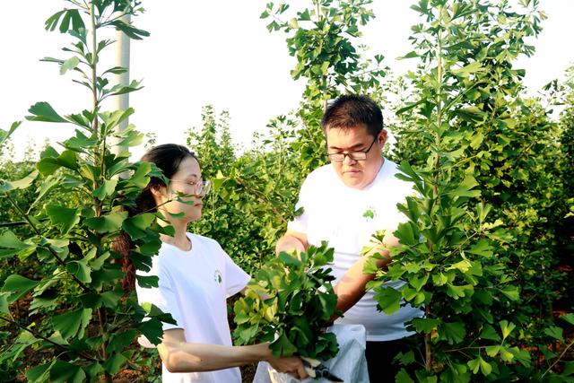 5年，1825天，扬大“植物医生”让银杏树变为乡村振兴的“金钱树”