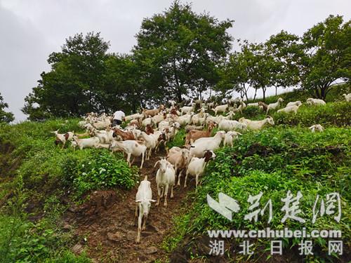 湖北郧西：羊产业走上“阳关道”