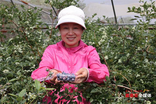 缤纷夏日，“莓”好时光！邱家店镇王林坡村蓝莓缀枝头