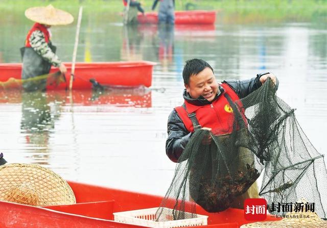 四川小龙虾主要供给地之一“小龙虾之乡”湖北潜江掌控全国小龙虾价格指数