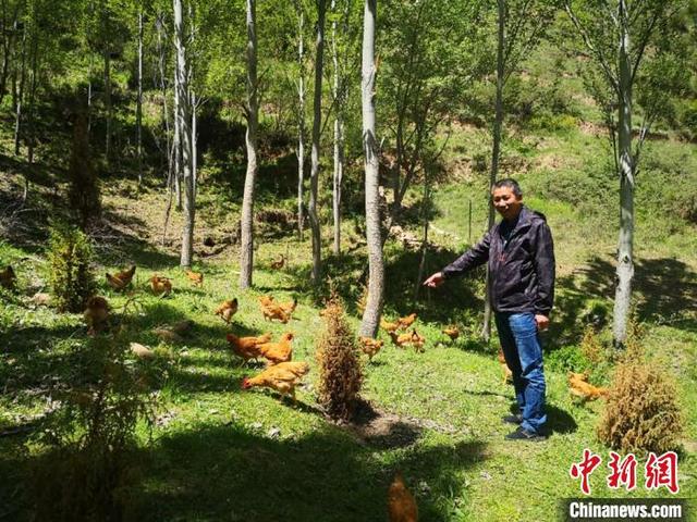 甘肃藏区“林下养殖”沙棘鸡 助农走上“绿色”致富路