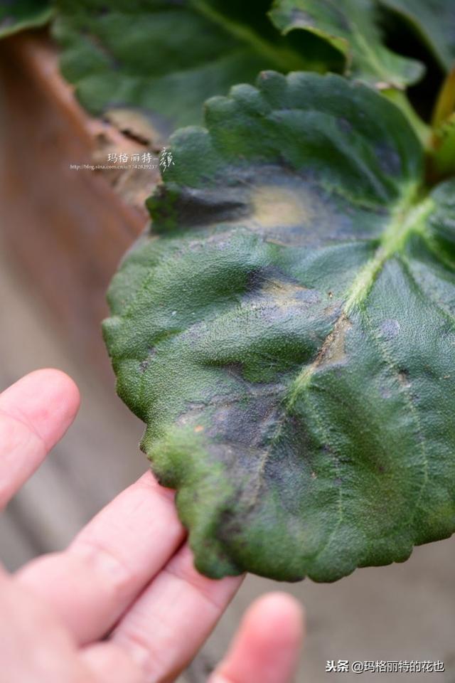 速冻后的花园植物们，你还活着吗？｜园丁