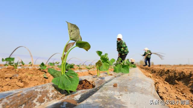 红薯藤蔓育苗和薯块育苗有何不同？红薯平栽、直栽、斜栽哪种好？