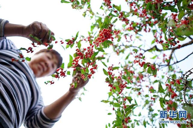 河北省巨鹿县种植的枸杞陆续进入秋季成熟期，农户抓紧农时采摘