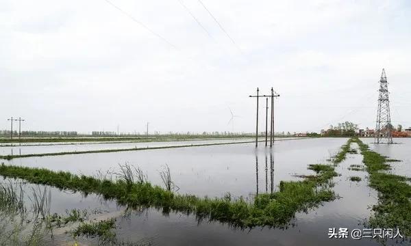 水稻和虾混着养每亩6350多，能不能普遍推广？