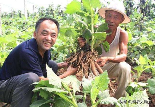 雪莲果什么时候种植？雪莲果怎么种植？听听老农的分享