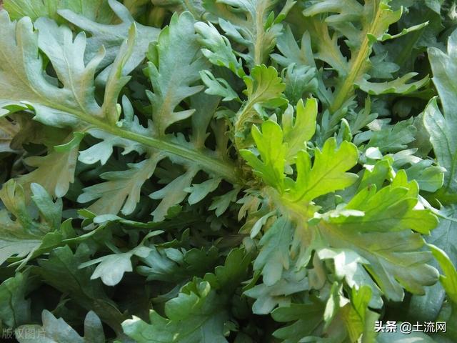 茼蒿的种植时间是什么？附茼蒿种植方法