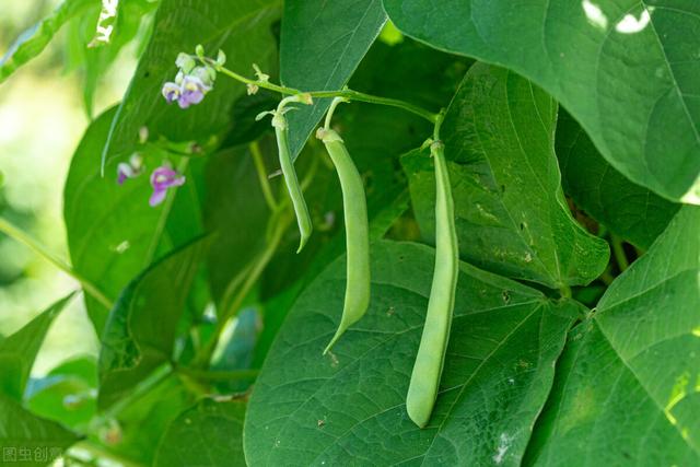 菜园种植豆角四季豆，学着做好这几点，豆荚挂满架，天天摘不完