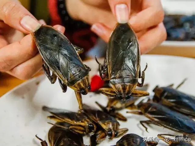 水产业一大害虫，性情凶猛专吃鱼虾，如今“变害为宝”成热门宠物