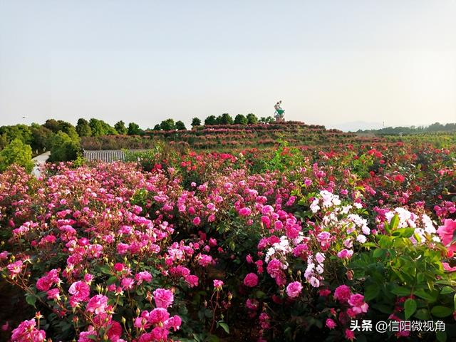 信阳市罗山县潘新镇徐寨村：党建赋能，聚焦绿色产业发展“新引擎”