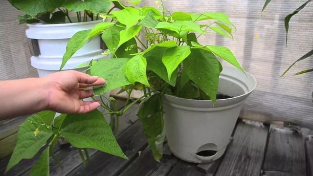 阳台种芸豆，备好这份种植指南，简单跟随栽种就足够！