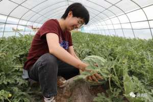 天津那里种植西瓜(丰收啦~双街镇麒麟西瓜个儿大，倍儿甜啊)